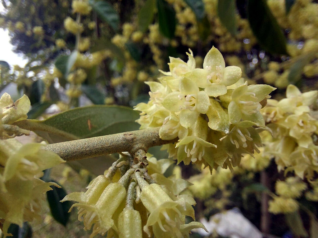 Image 4