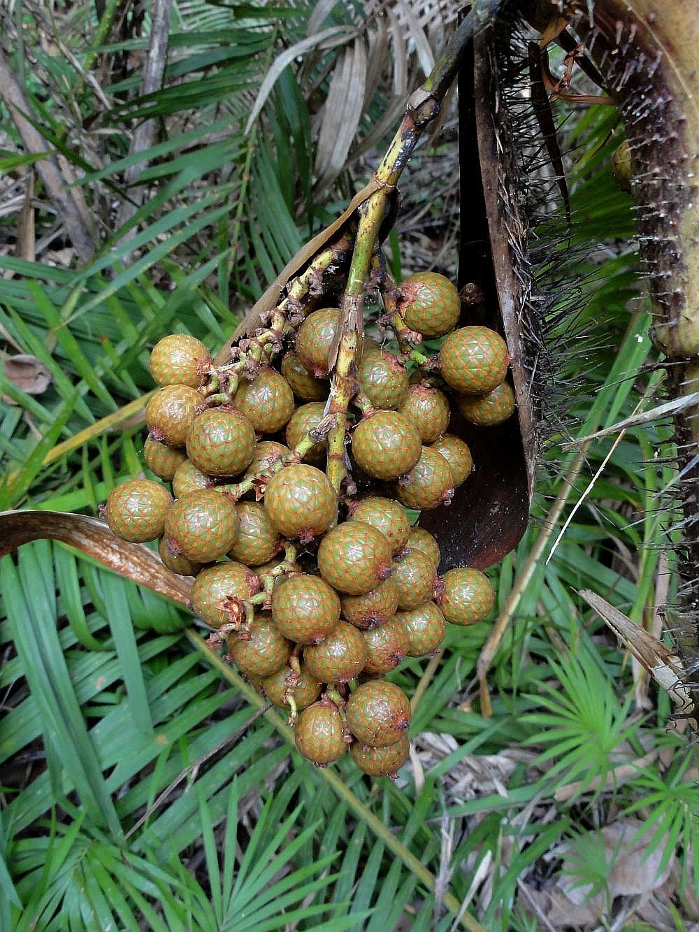 Image 4